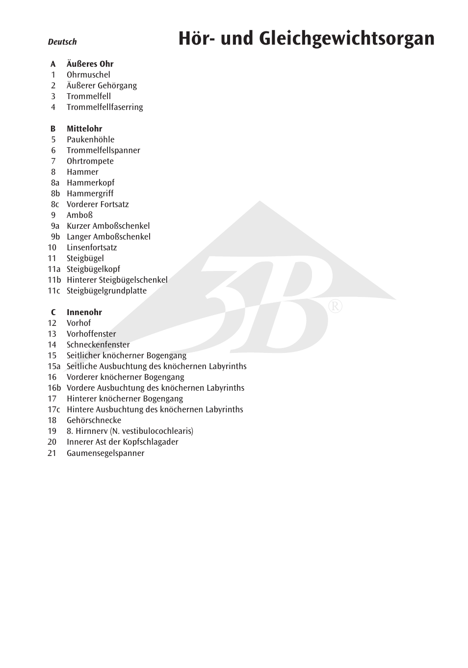 Hör- und gleichgewichtsorgan | 3B Scientific Ear Model, 3 times life size, 6 part User Manual | Page 5 / 12
