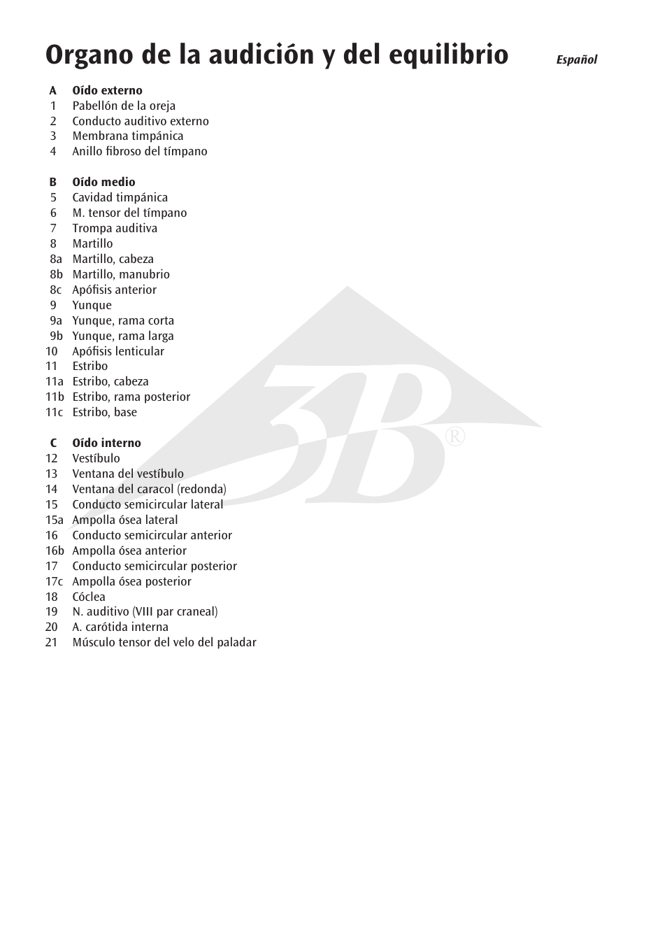 Organo de la audición y del equilibrio | 3B Scientific Ear Model, 3 times life size, 6 part User Manual | Page 6 / 12
