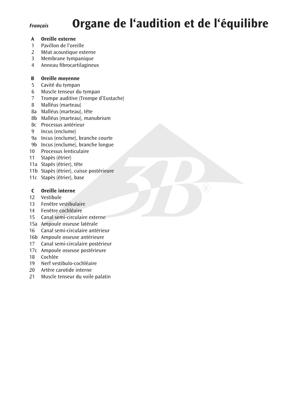 Organe de l‘audition et de l‘équilibre | 3B Scientific Ear Model, 3 times life size, 6 part User Manual | Page 7 / 12