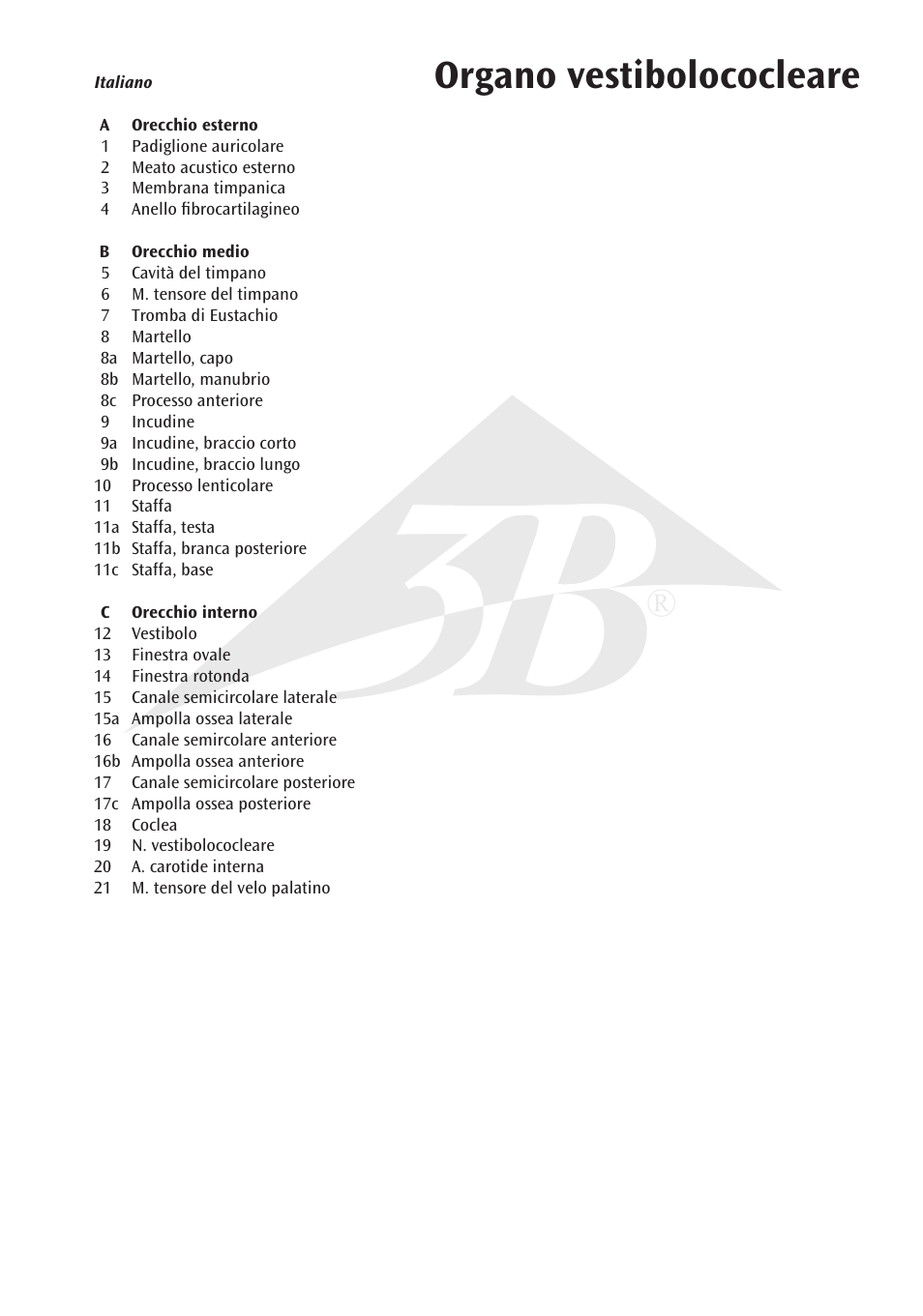 Organo vestibolococleare | 3B Scientific Ear Model, 3 times life size, 6 part User Manual | Page 9 / 12