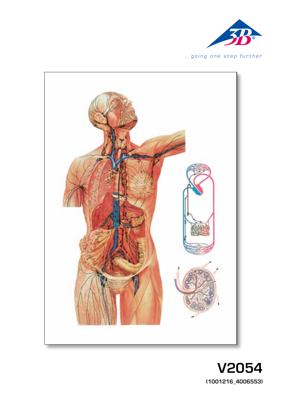 3B Scientific The Lymphatic System Chart User Manual | 16 pages