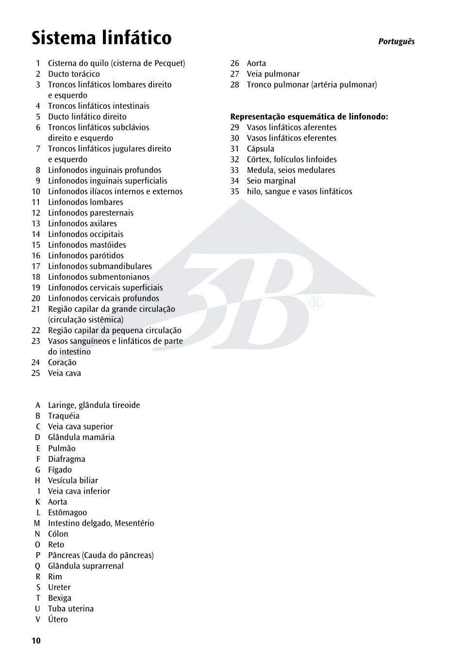 Sistema linfático | 3B Scientific The Lymphatic System Chart User Manual | Page 10 / 16