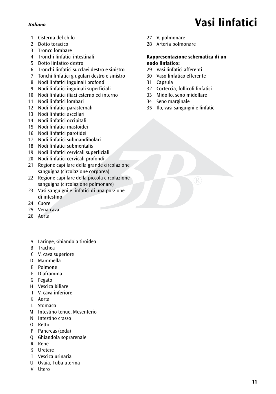 Vasi linfatici | 3B Scientific The Lymphatic System Chart User Manual | Page 11 / 16