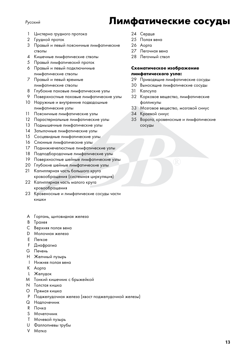 Лимфатические сосуды | 3B Scientific The Lymphatic System Chart User Manual | Page 13 / 16