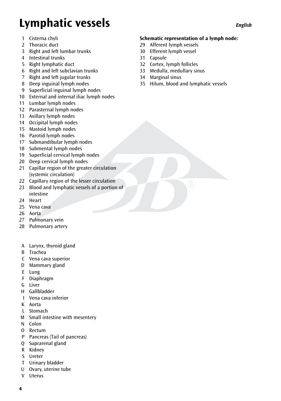 Lymphatic vessels | 3B Scientific The Lymphatic System Chart User Manual | Page 4 / 16