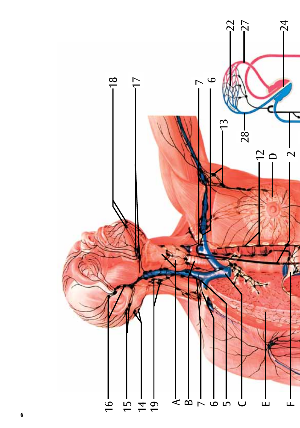 3B Scientific The Lymphatic System Chart User Manual | Page 6 / 16