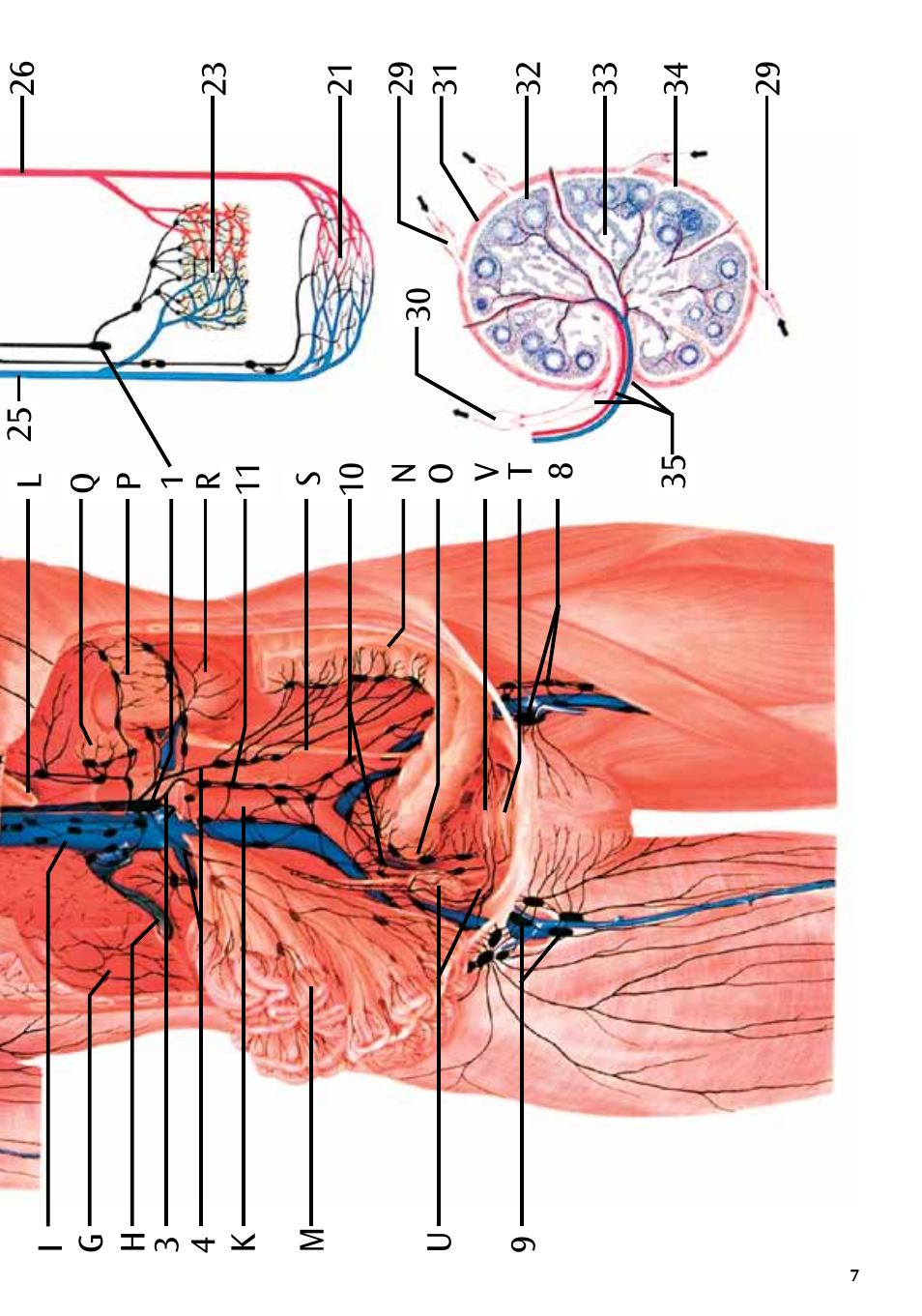 3B Scientific The Lymphatic System Chart User Manual | Page 7 / 16
