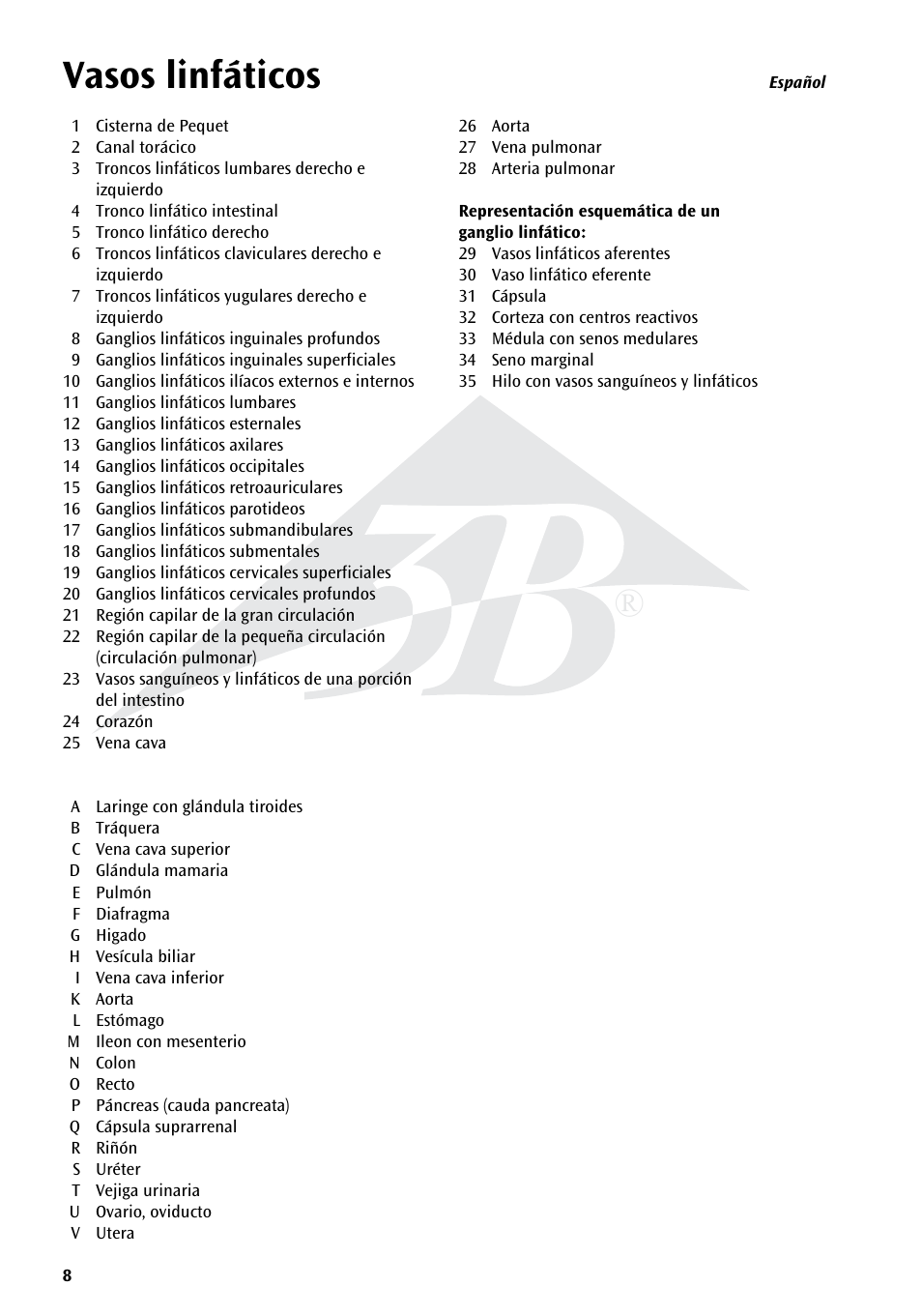 Vasos linfáticos | 3B Scientific The Lymphatic System Chart User Manual | Page 8 / 16