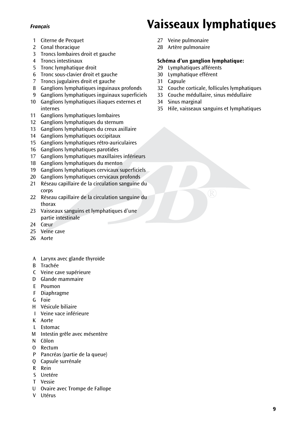 Vaisseaux lymphatiques | 3B Scientific The Lymphatic System Chart User Manual | Page 9 / 16