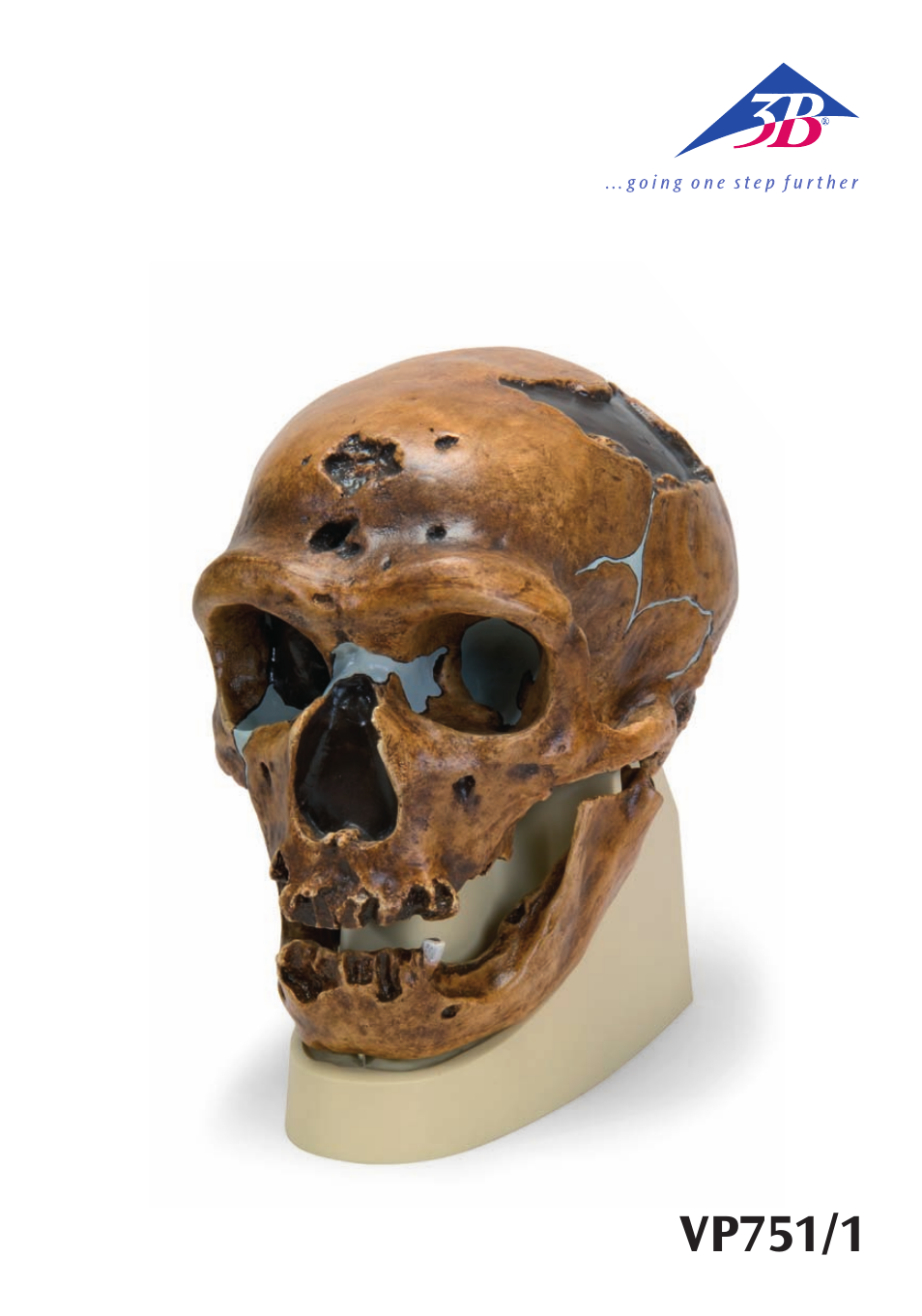 3B Scientific Anthropological Skull Model - La Chapelle-aux-Saints User Manual | 12 pages