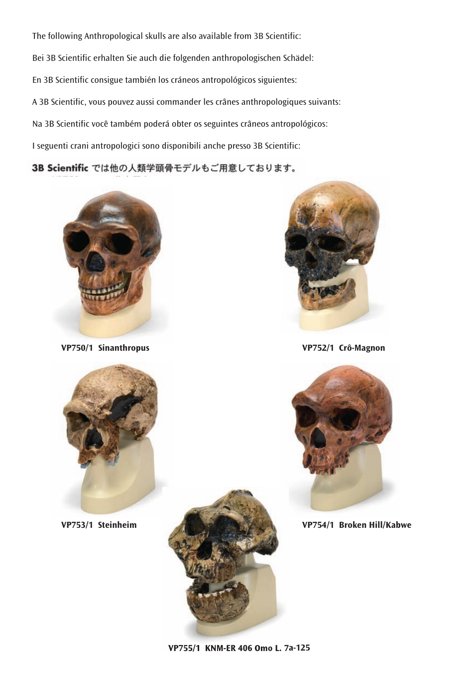 3B Scientific Anthropological Skull Model - La Chapelle-aux-Saints User Manual | Page 10 / 12