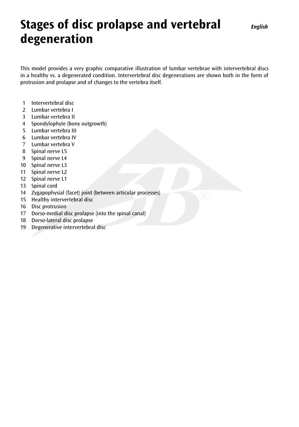 Stages of disc prolapse and vertebral degeneration | 3B Scientific Stages of disc prolapse and vertebral degeneration User Manual | Page 4 / 18