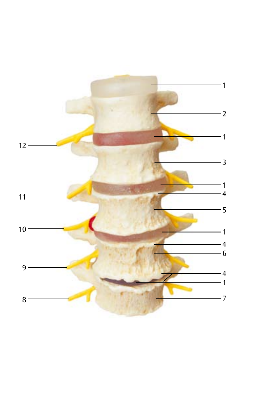 3B Scientific Stages of disc prolapse and vertebral degeneration User Manual | Page 8 / 18