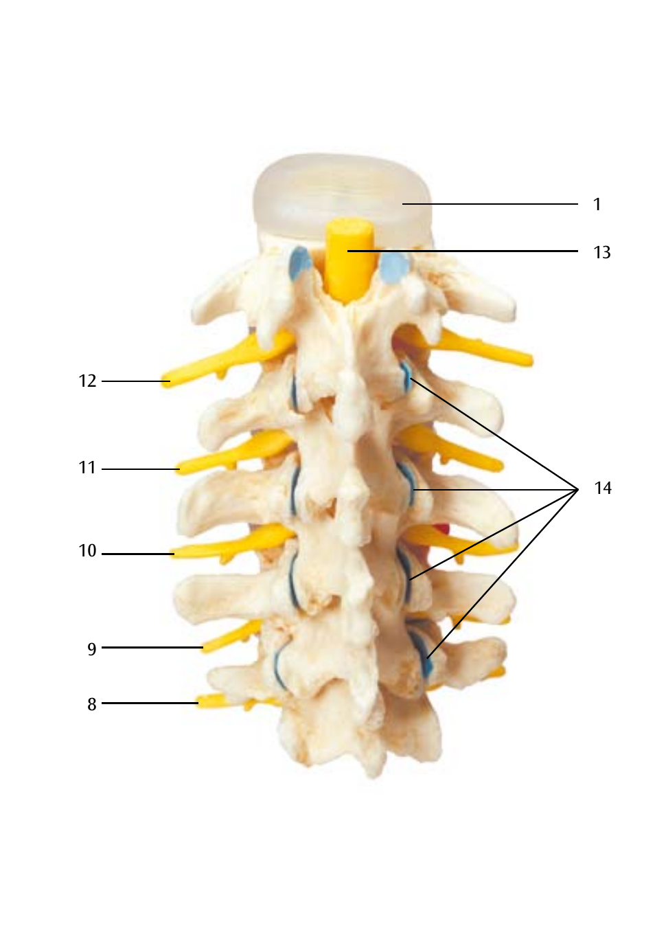 3B Scientific Stages of disc prolapse and vertebral degeneration User Manual | Page 9 / 18
