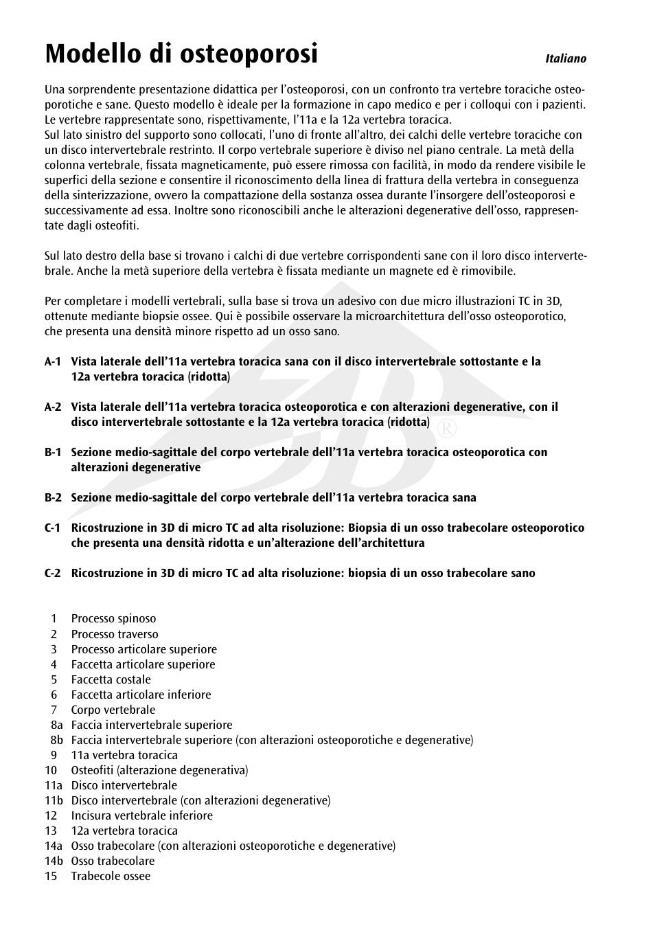 Modello di osteoporosi | 3B Scientific Osteoporosis Model User Manual | Page 11 / 15