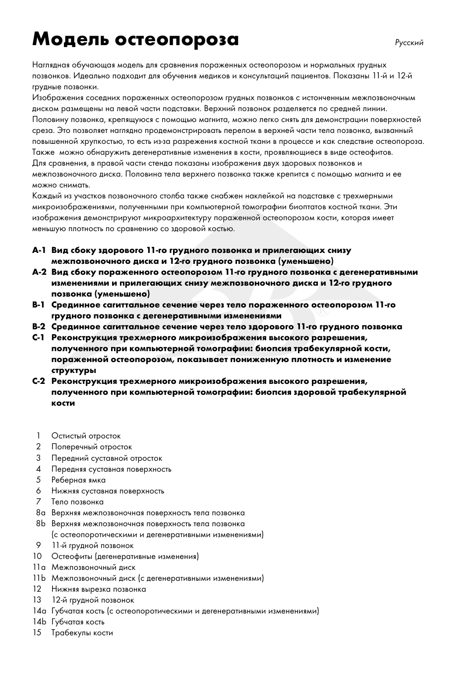 Модель остеопороза | 3B Scientific Osteoporosis Model User Manual | Page 13 / 15