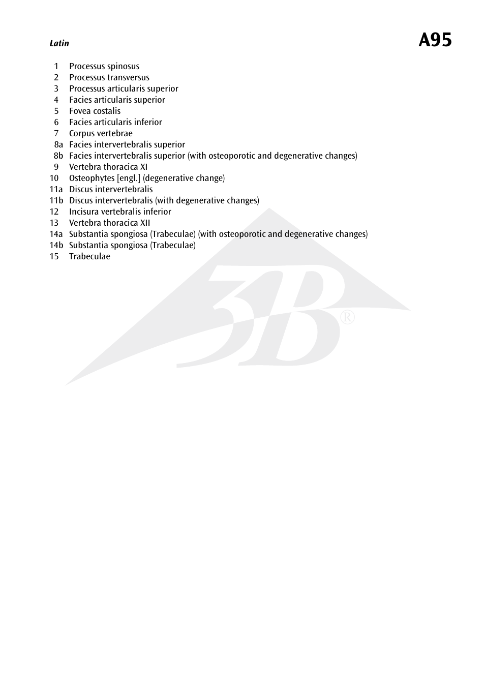 3B Scientific Osteoporosis Model User Manual | Page 2 / 15