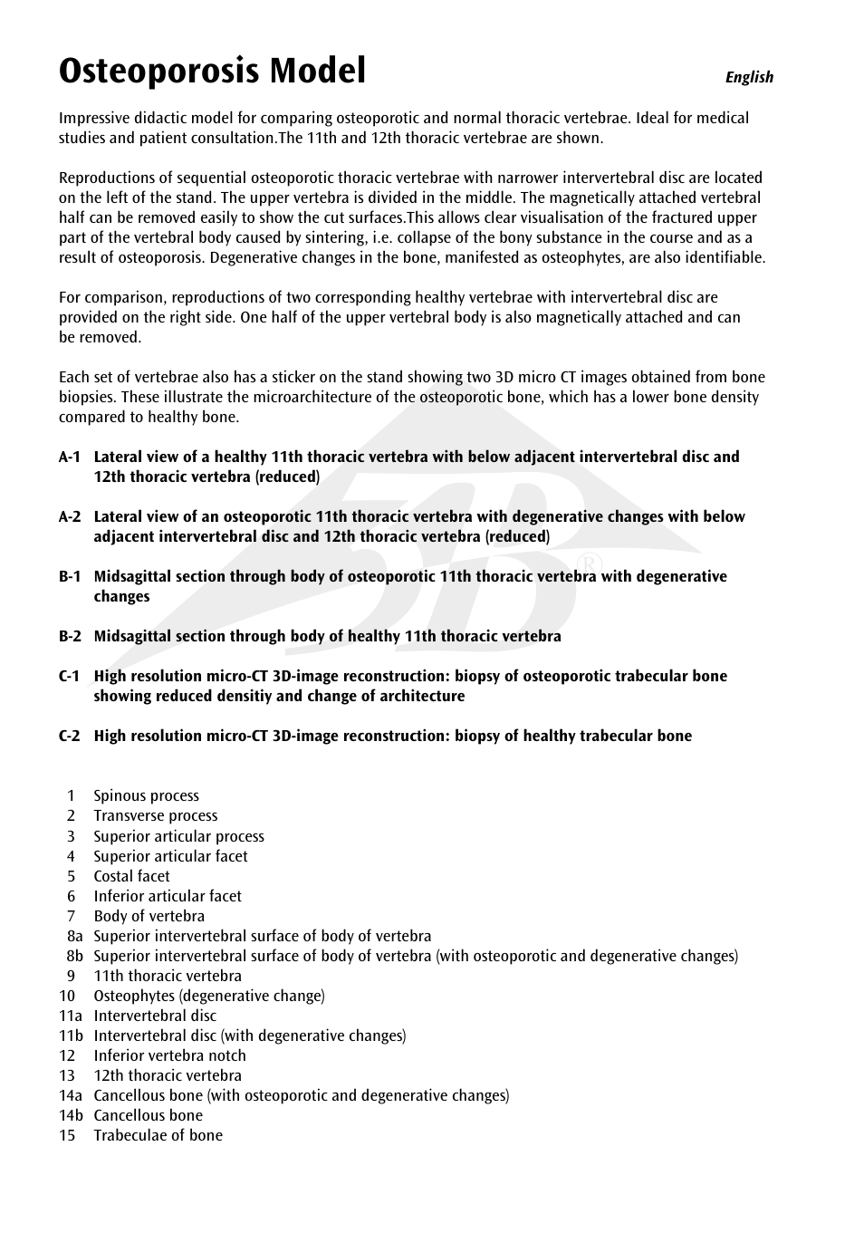 Osteoporosis model | 3B Scientific Osteoporosis Model User Manual | Page 3 / 15