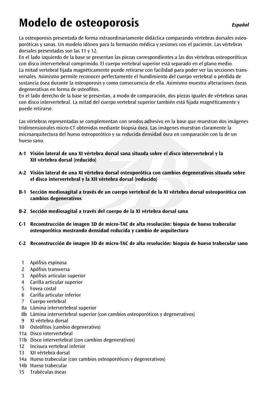 Modelo de osteoporosis | 3B Scientific Osteoporosis Model User Manual | Page 5 / 15