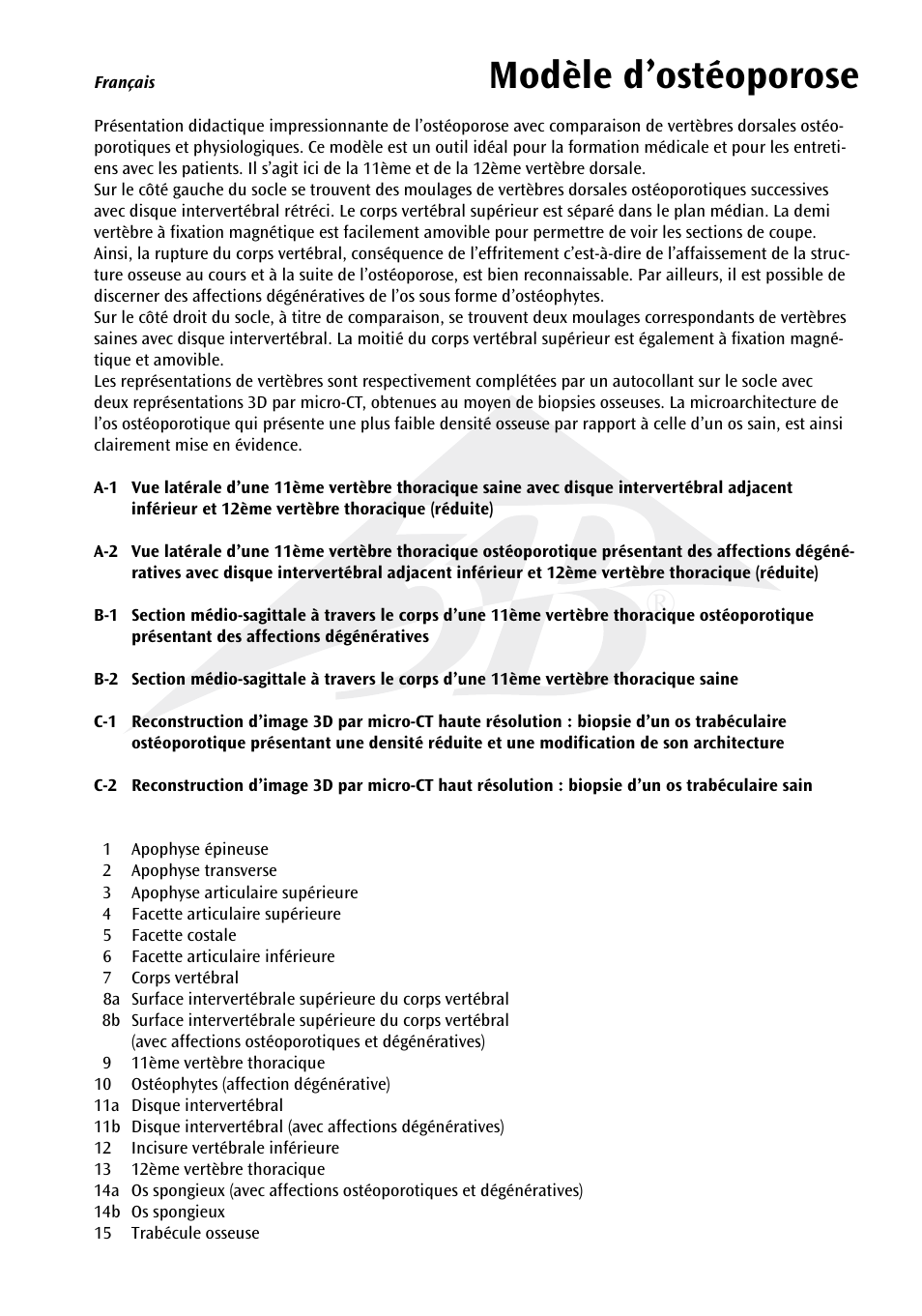 Modèle d’ostéoporose | 3B Scientific Osteoporosis Model User Manual | Page 6 / 15