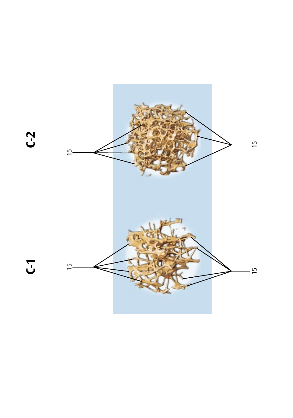 C-2 c-1 | 3B Scientific Osteoporosis Model User Manual | Page 9 / 15