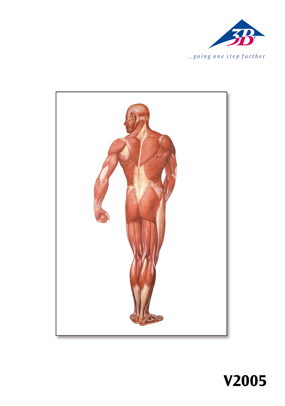 3B Scientific The Human Musculature Chart, rear User Manual | 16 pages