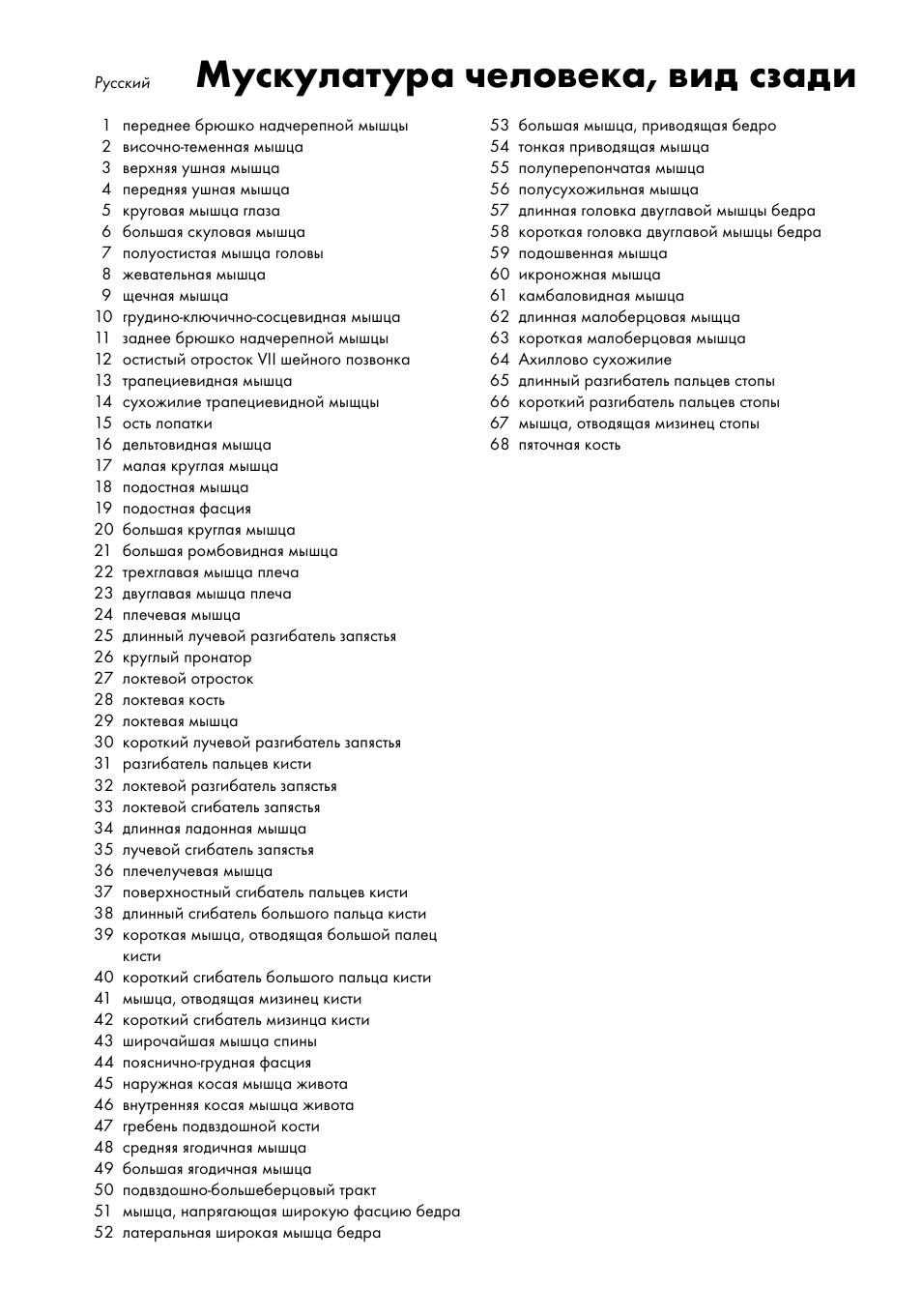 Мускулатура человека, вид сзади | 3B Scientific The Human Musculature Chart, rear User Manual | Page 11 / 16