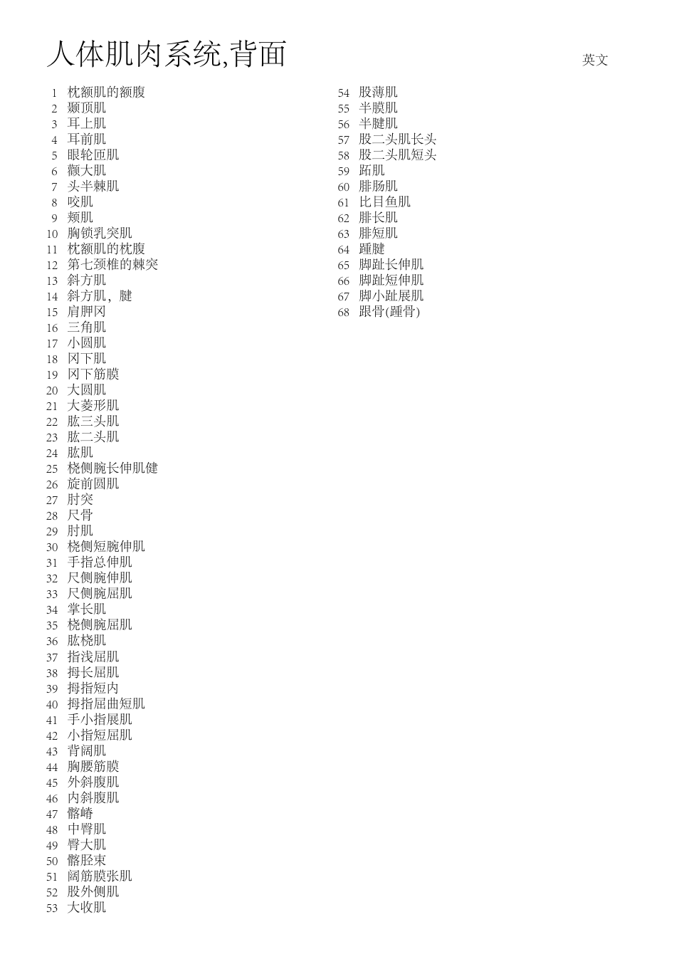 人体肌肉系统,背面 | 3B Scientific The Human Musculature Chart, rear User Manual | Page 12 / 16