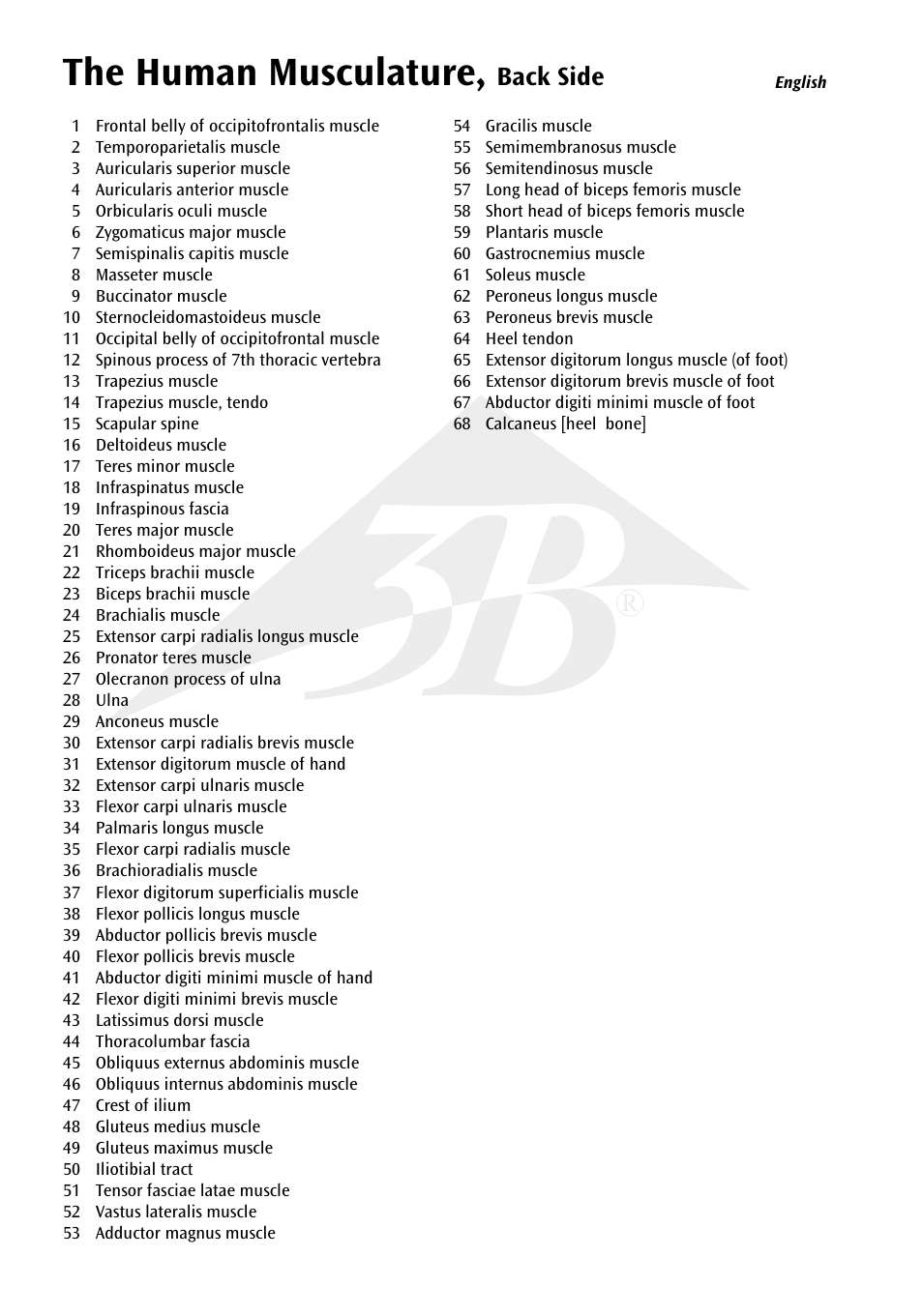The human musculature | 3B Scientific The Human Musculature Chart, rear User Manual | Page 4 / 16
