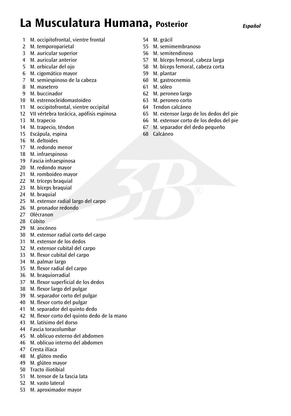 La musculatura humana | 3B Scientific The Human Musculature Chart, rear User Manual | Page 6 / 16