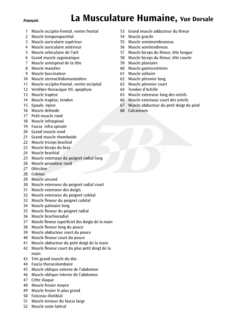 La musculature humaine | 3B Scientific The Human Musculature Chart, rear User Manual | Page 7 / 16