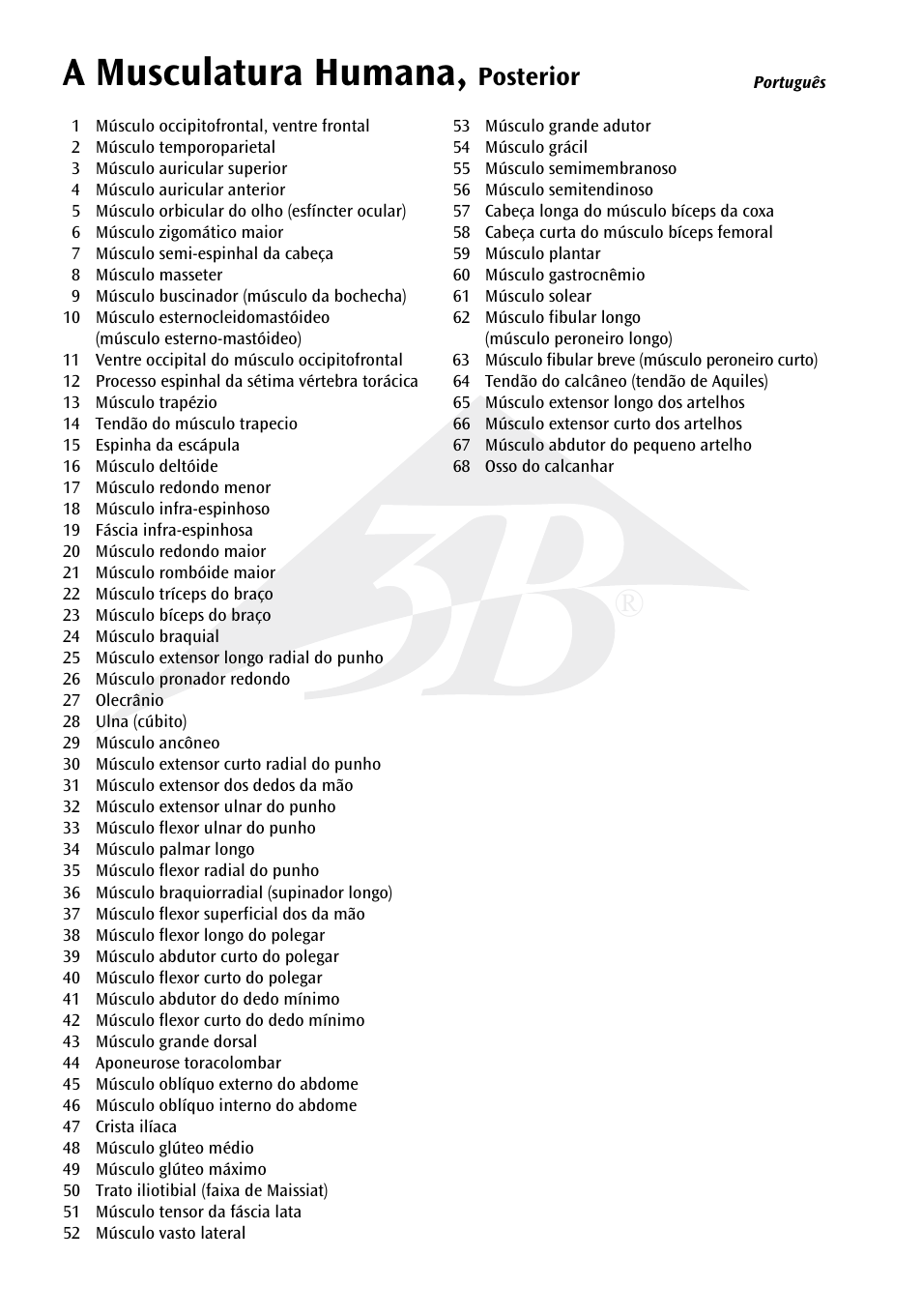 A musculatura humana | 3B Scientific The Human Musculature Chart, rear User Manual | Page 8 / 16