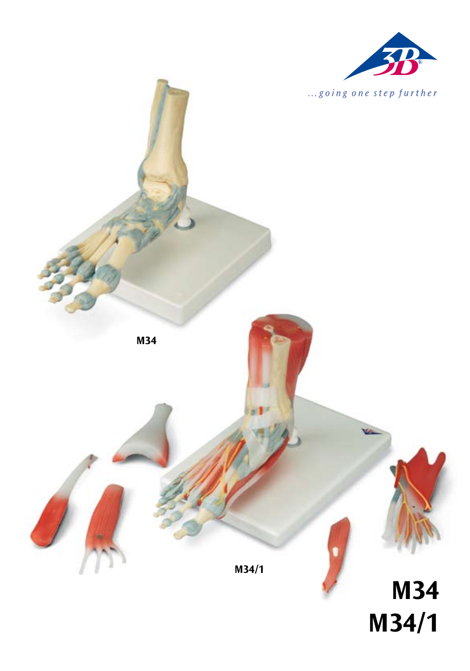 3B Scientific Foot Skeleton Model with Ligaments and Muscles User Manual | 43 pages