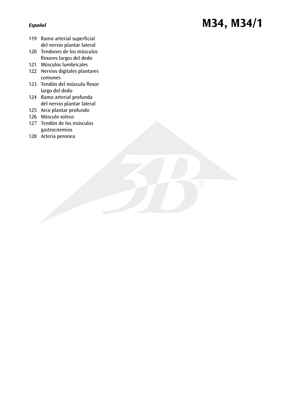 3B Scientific Foot Skeleton Model with Ligaments and Muscles User Manual | Page 10 / 43