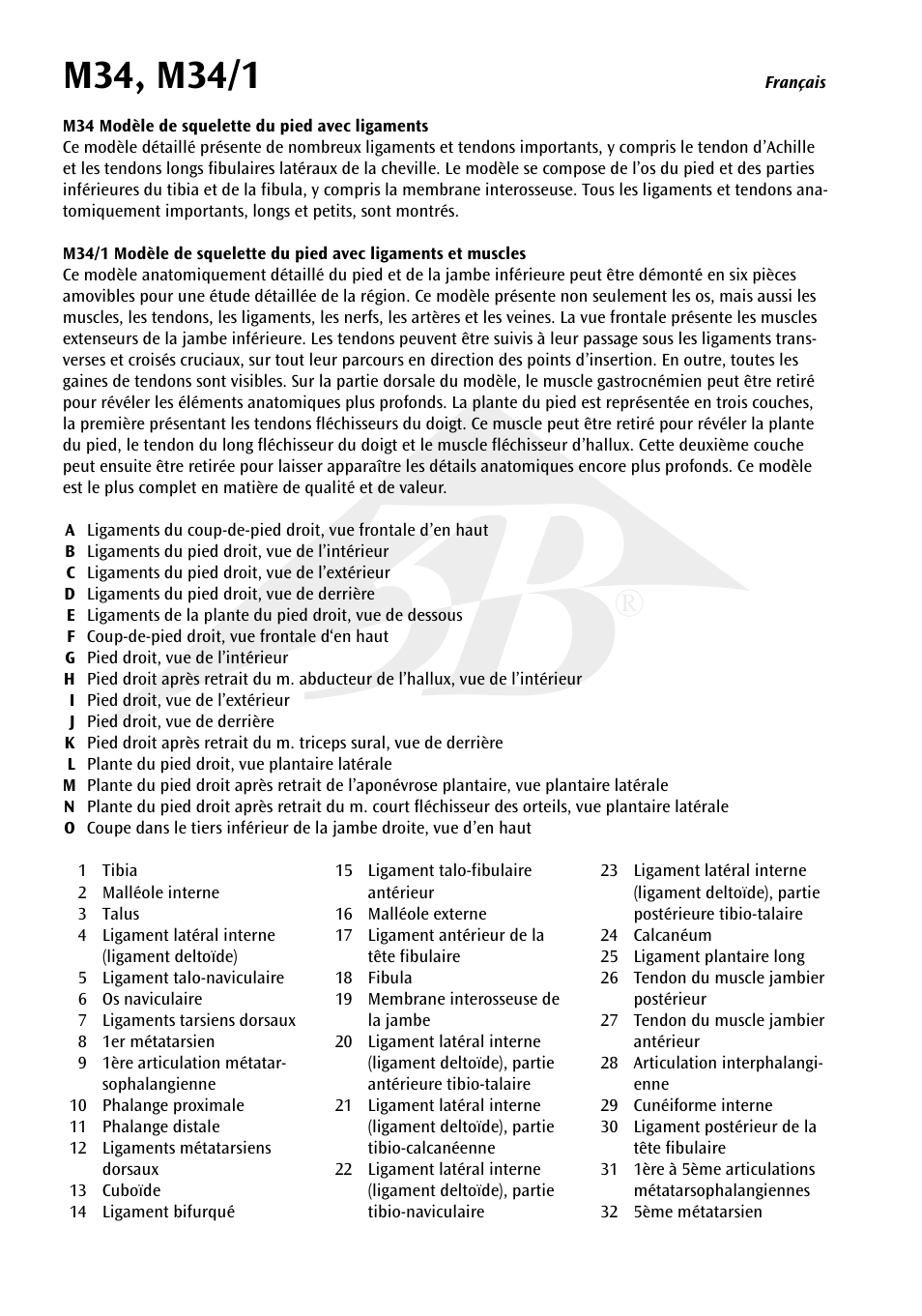 3B Scientific Foot Skeleton Model with Ligaments and Muscles User Manual | Page 11 / 43