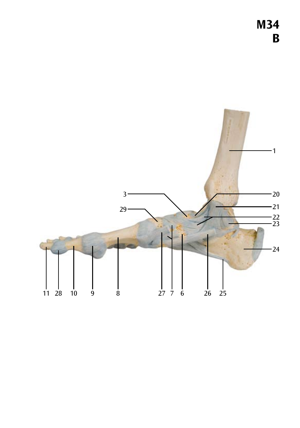 M34 b | 3B Scientific Foot Skeleton Model with Ligaments and Muscles User Manual | Page 15 / 43