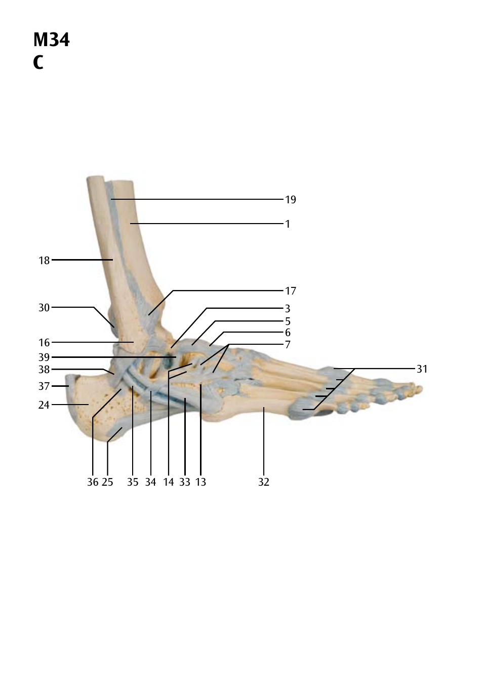 M34 c | 3B Scientific Foot Skeleton Model with Ligaments and Muscles User Manual | Page 16 / 43