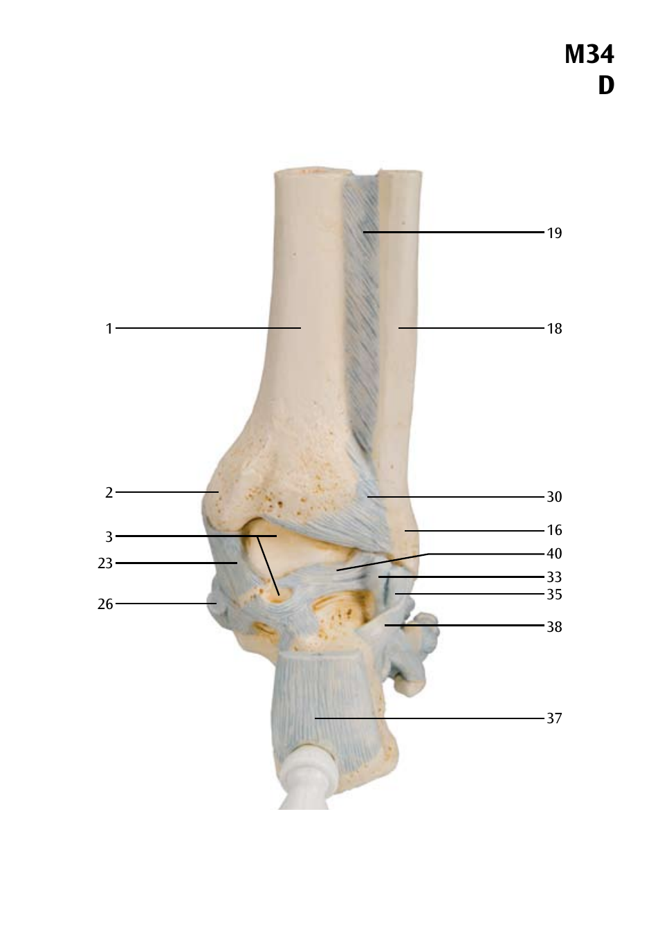 M34 d | 3B Scientific Foot Skeleton Model with Ligaments and Muscles User Manual | Page 17 / 43