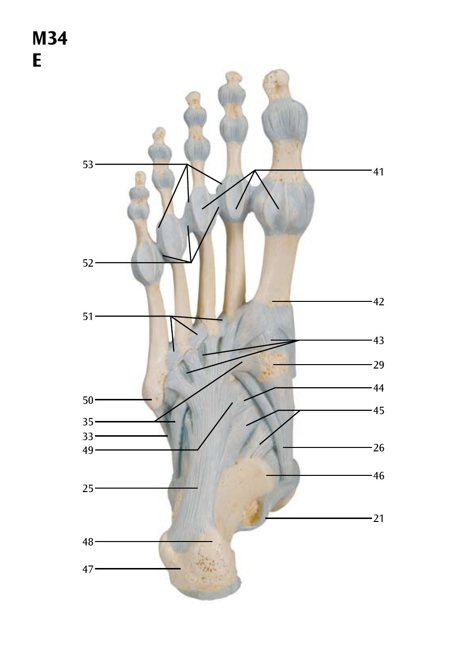 M34 e | 3B Scientific Foot Skeleton Model with Ligaments and Muscles User Manual | Page 18 / 43