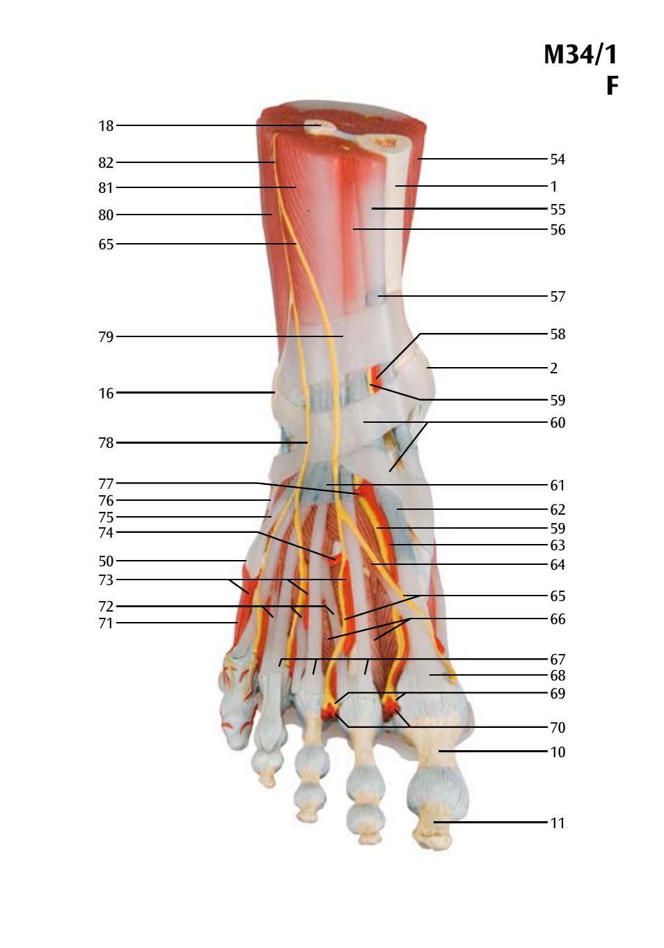 M34/1 f | 3B Scientific Foot Skeleton Model with Ligaments and Muscles User Manual | Page 19 / 43
