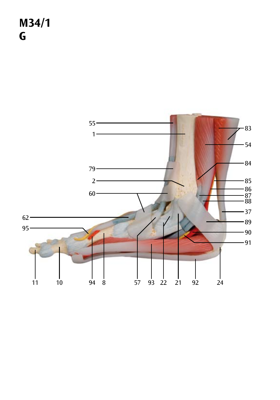 M34/1 g | 3B Scientific Foot Skeleton Model with Ligaments and Muscles User Manual | Page 20 / 43