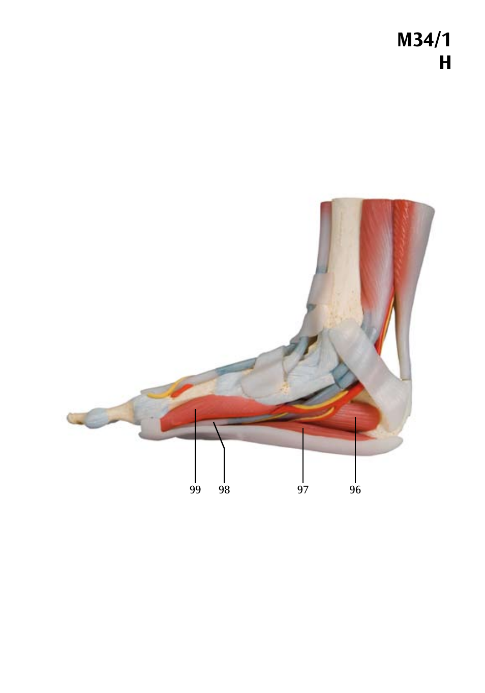 M34/1 h | 3B Scientific Foot Skeleton Model with Ligaments and Muscles User Manual | Page 21 / 43
