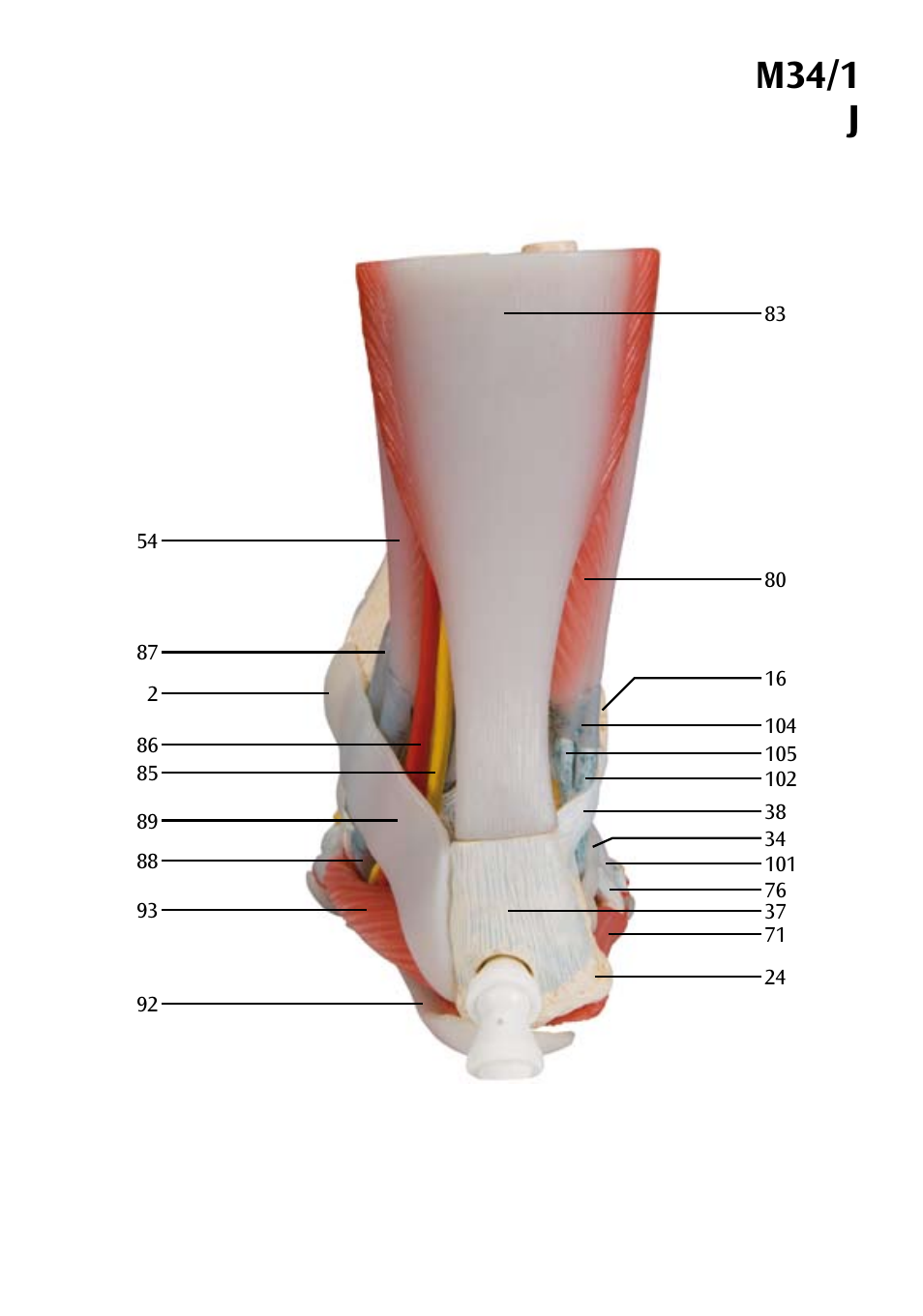 M34/1 j | 3B Scientific Foot Skeleton Model with Ligaments and Muscles User Manual | Page 23 / 43