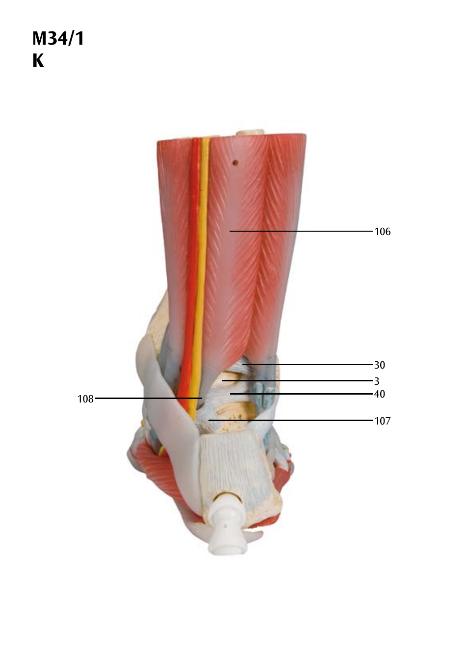M34/1 k | 3B Scientific Foot Skeleton Model with Ligaments and Muscles User Manual | Page 24 / 43