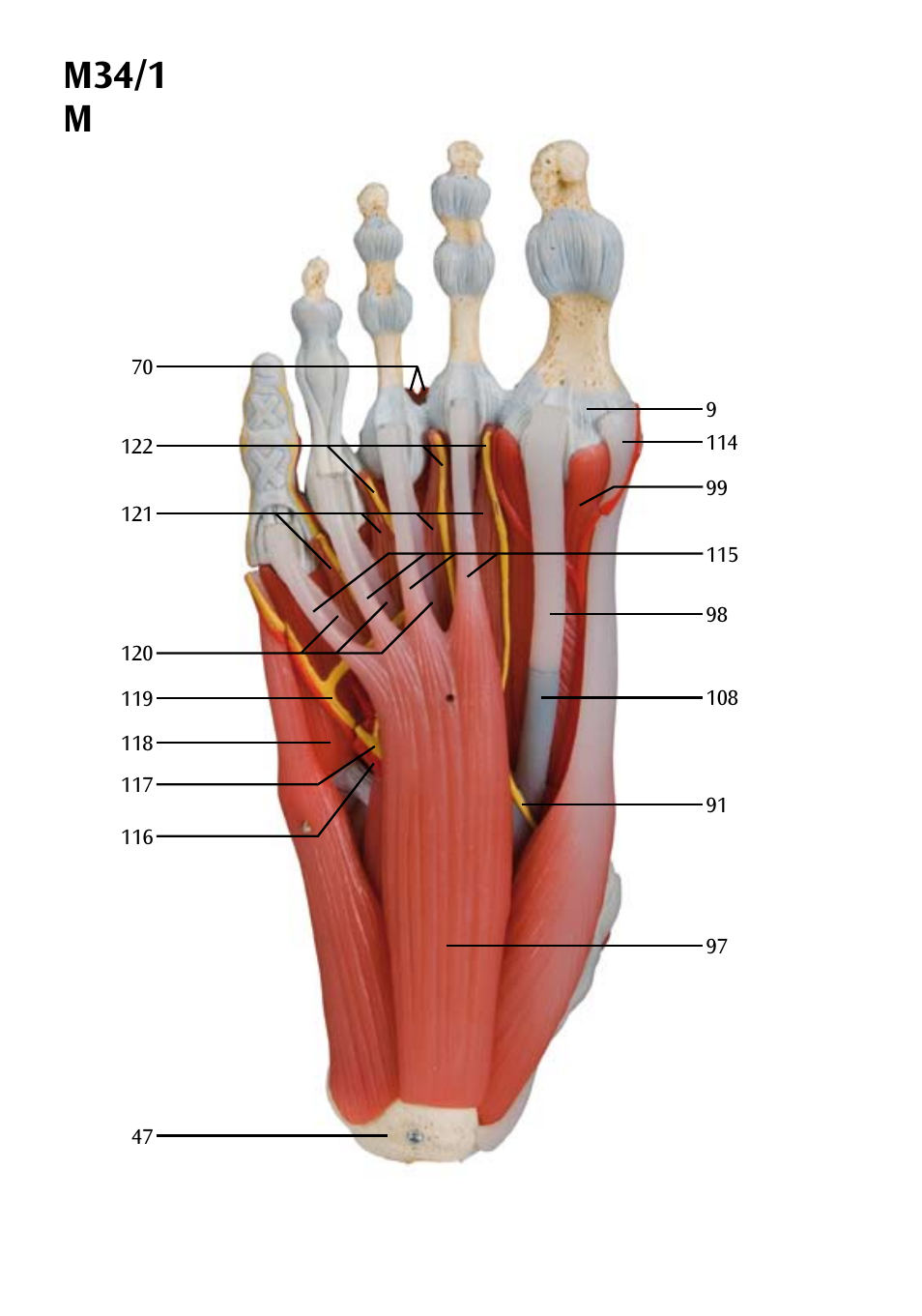 M34/1 m | 3B Scientific Foot Skeleton Model with Ligaments and Muscles User Manual | Page 26 / 43
