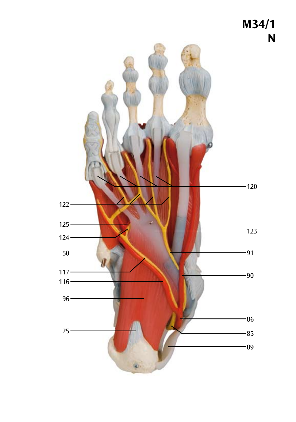 M34/1 n | 3B Scientific Foot Skeleton Model with Ligaments and Muscles User Manual | Page 27 / 43