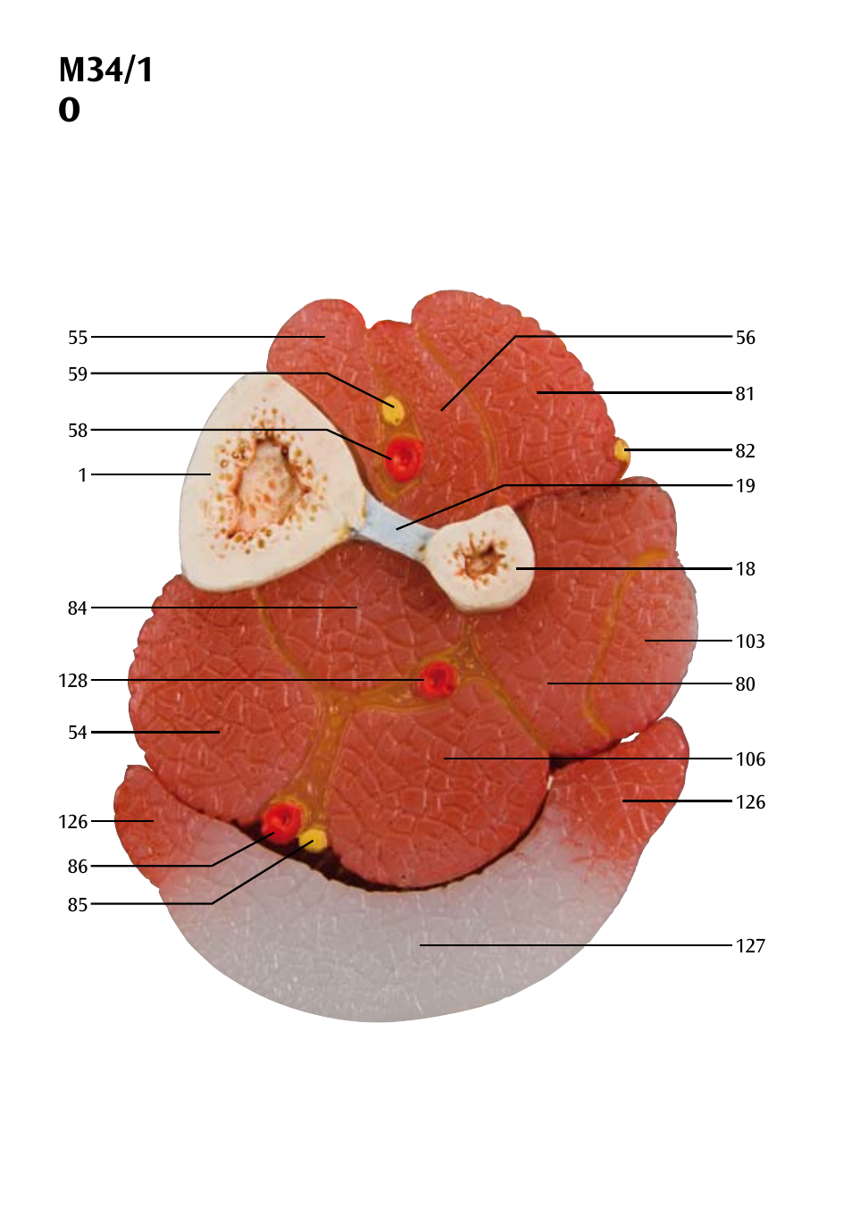 M34/1 o | 3B Scientific Foot Skeleton Model with Ligaments and Muscles User Manual | Page 28 / 43