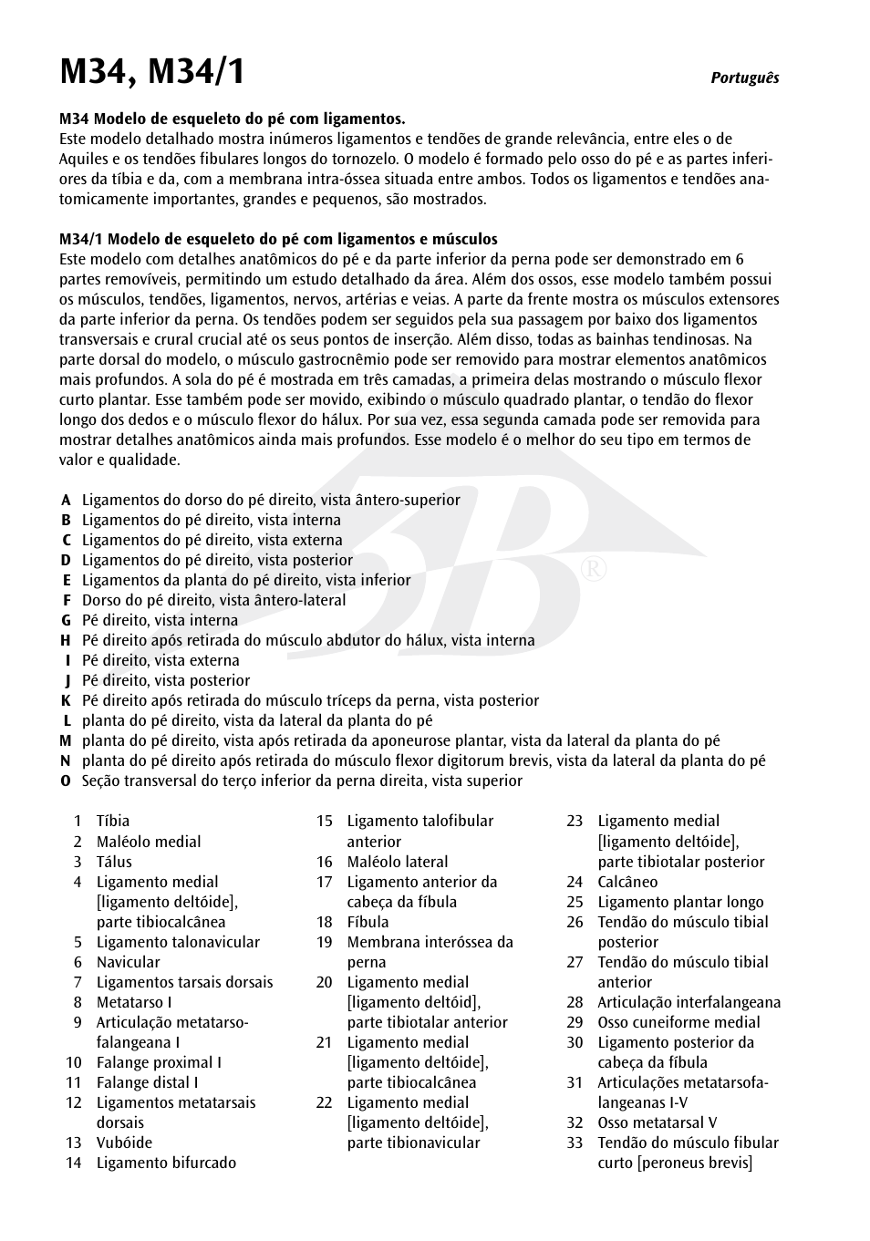 3B Scientific Foot Skeleton Model with Ligaments and Muscles User Manual | Page 29 / 43