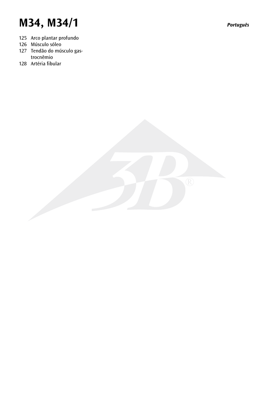 3B Scientific Foot Skeleton Model with Ligaments and Muscles User Manual | Page 31 / 43