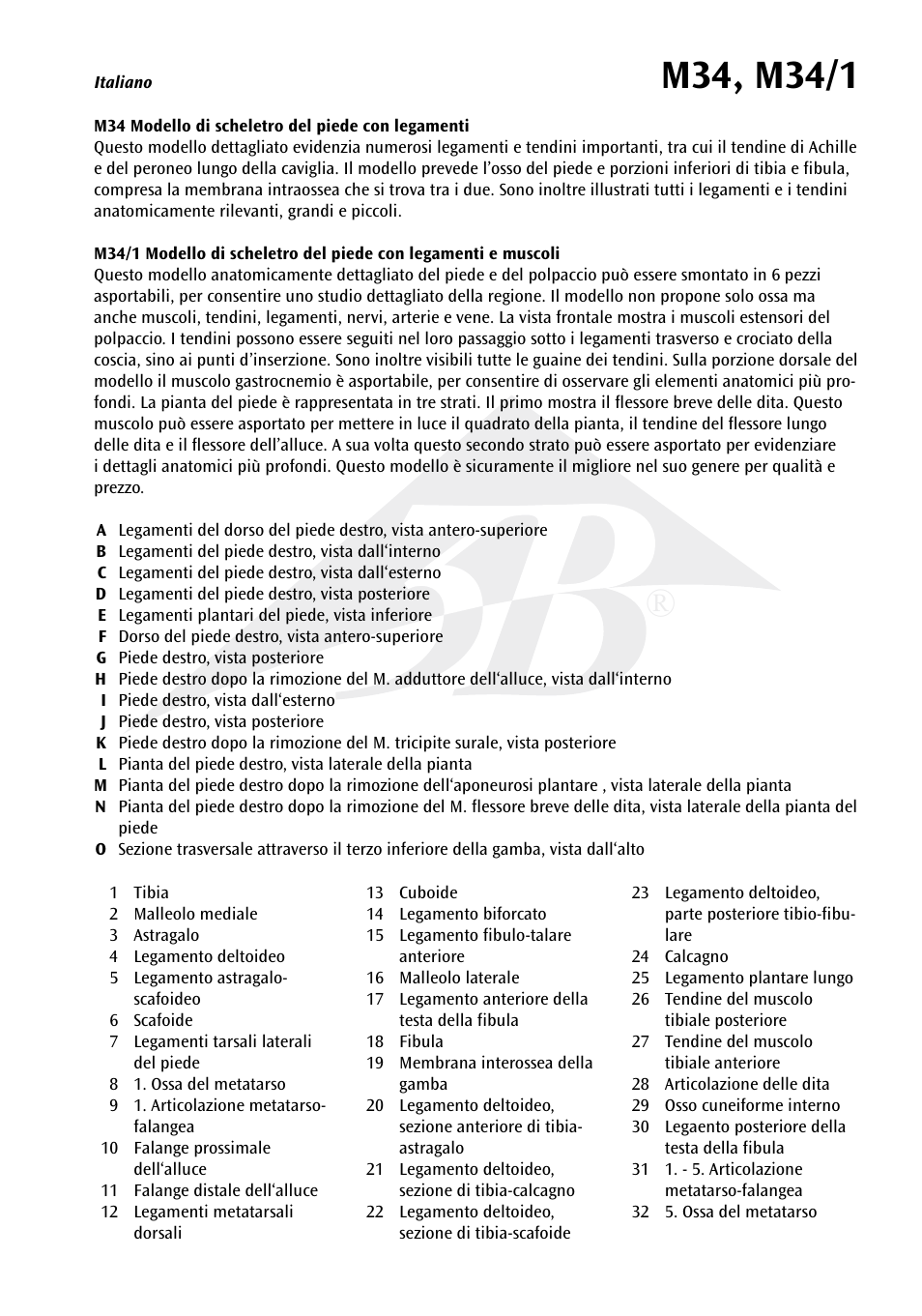 3B Scientific Foot Skeleton Model with Ligaments and Muscles User Manual | Page 32 / 43